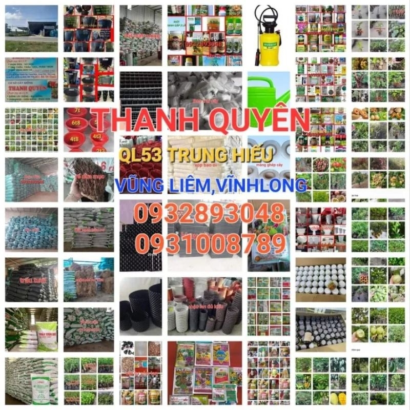CÂY MÍT THÁI SIÊU SỚM,MÍT CHANGGAI DA XANH.BAO CHUẨN GIỐNG.