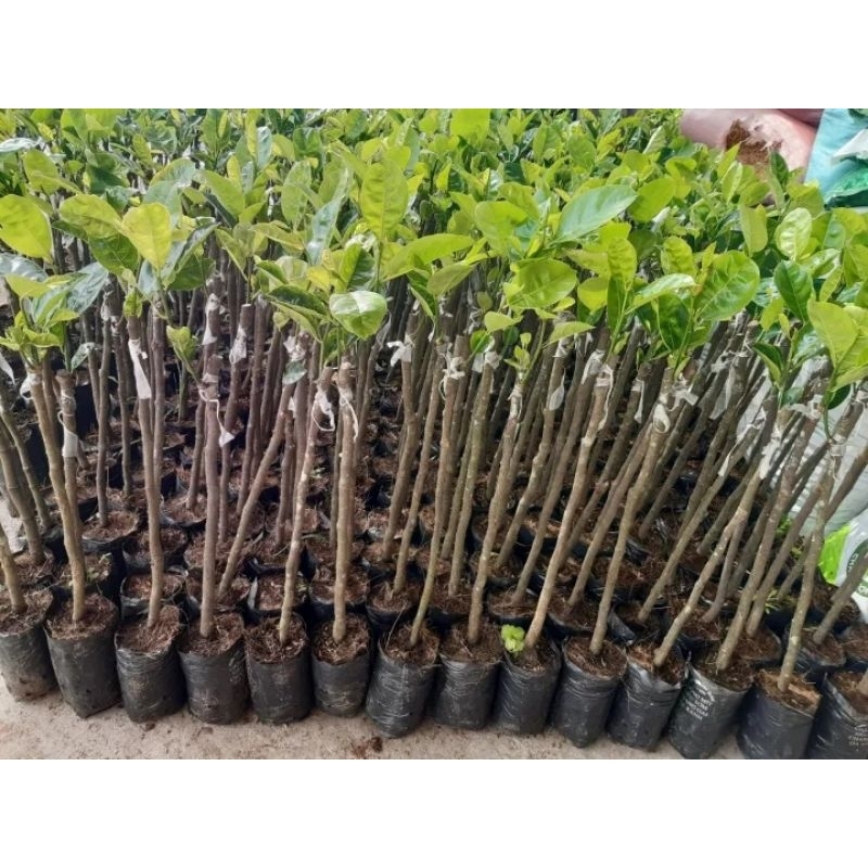 CÂY MÍT THÁI SIÊU SỚM,MÍT CHANGGAI DA XANH.BAO CHUẨN GIỐNG.