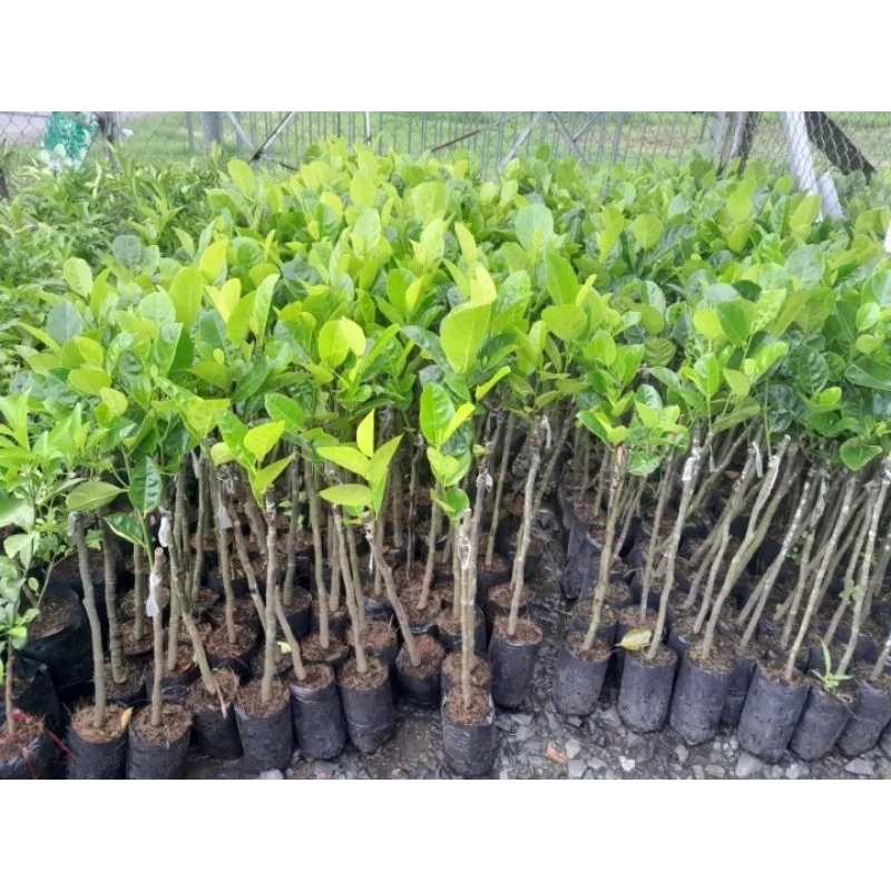 CÂY MÍT THÁI SIÊU SỚM,MÍT CHANGGAI DA XANH.BAO CHUẨN GIỐNG.