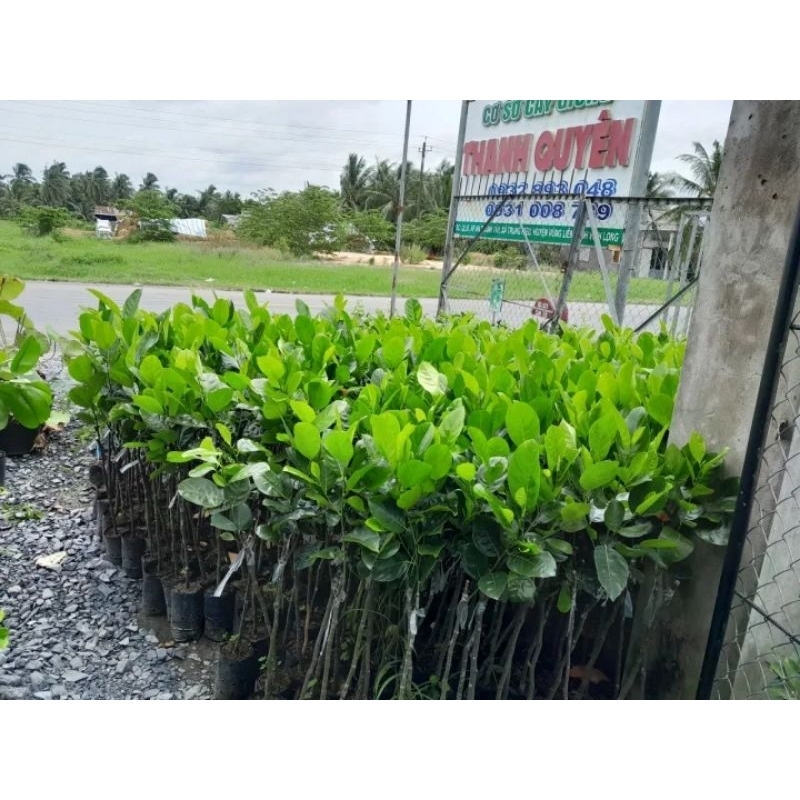 CÂY MÍT THÁI SIÊU SỚM,MÍT CHANGGAI DA XANH.BAO CHUẨN GIỐNG.