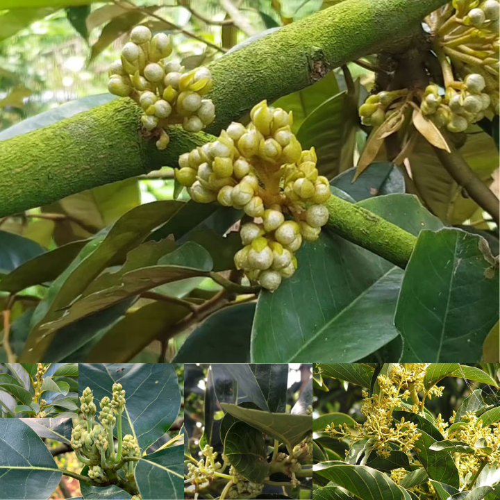 SIÊU LÂN 86  Tạo Mầm Hoa, Chặn Đọt, Ra Hoa Đồng Loạt - 500ml