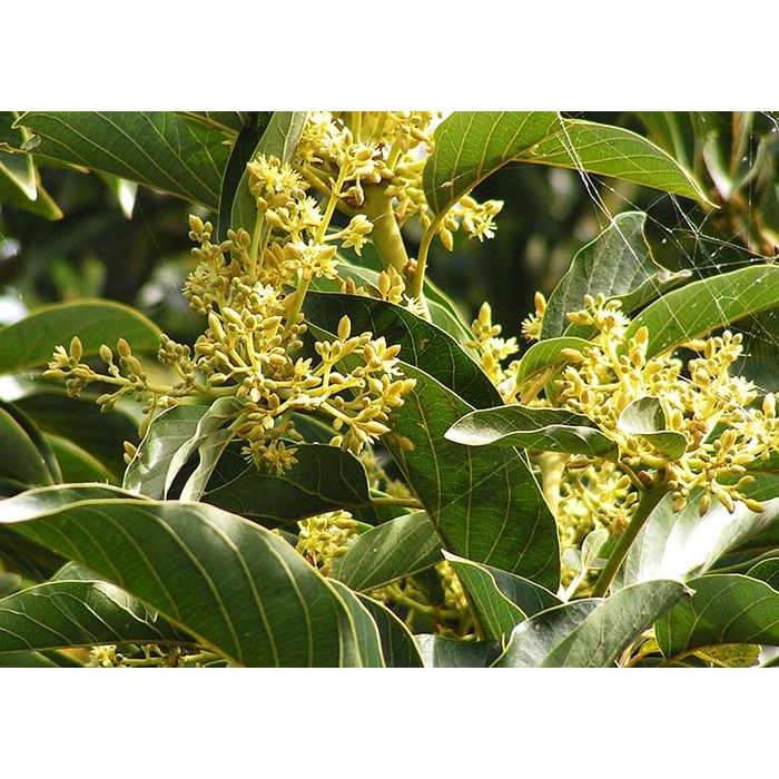 SIÊU LÂN 86  Tạo Mầm Hoa, Chặn Đọt, Ra Hoa Đồng Loạt - 500ml