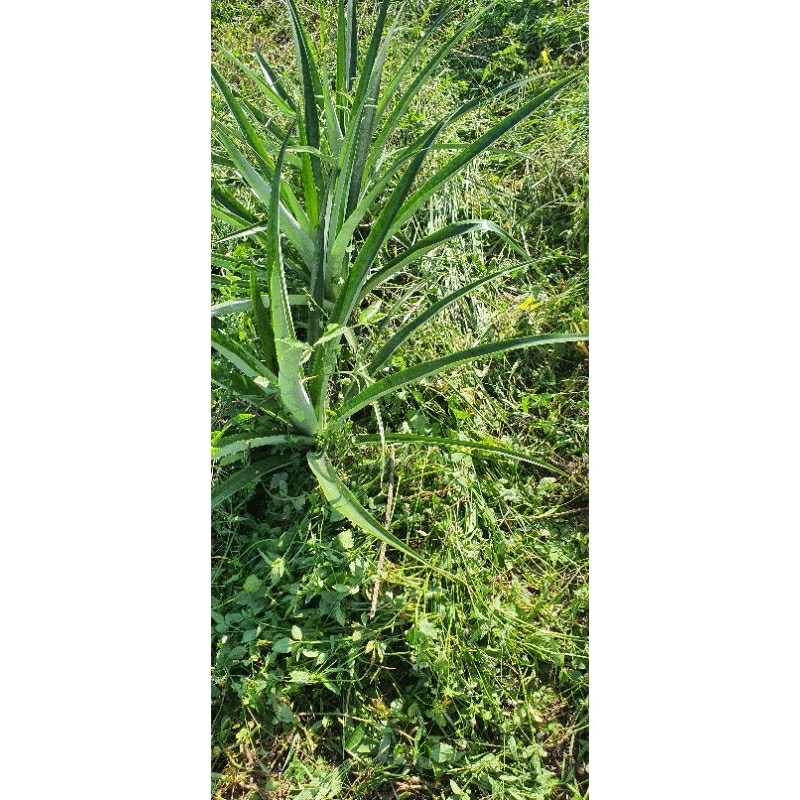 giống dứa md2 quả to, ruột vàng/ chuẩn giống md2[combo 30 cây giống]