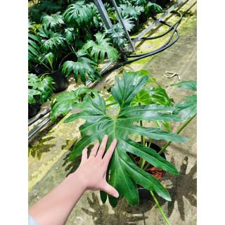 Chậu mềm Trầu bà thanh xuân lớn