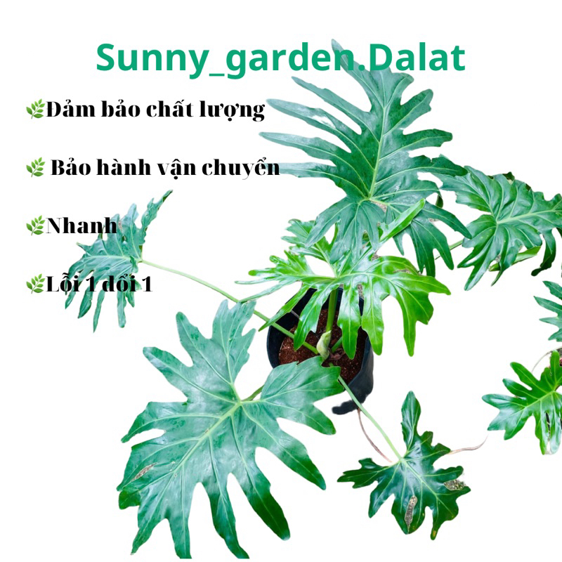 Chậu mềm Trầu bà thanh xuân lớn