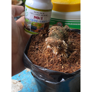 kích rể cực mạnh no1