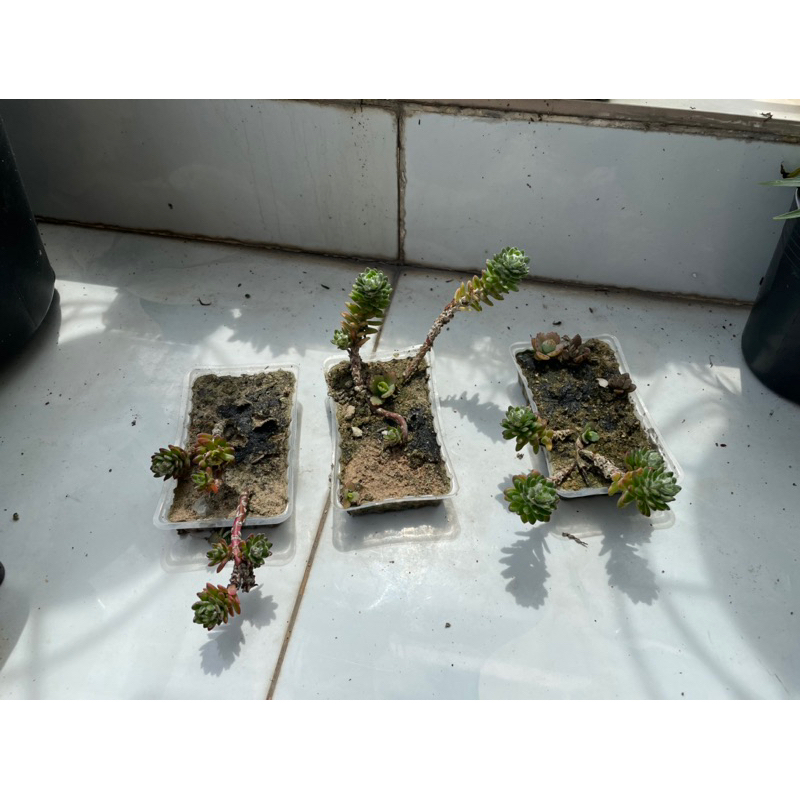 Hoa mười giờ Brazil