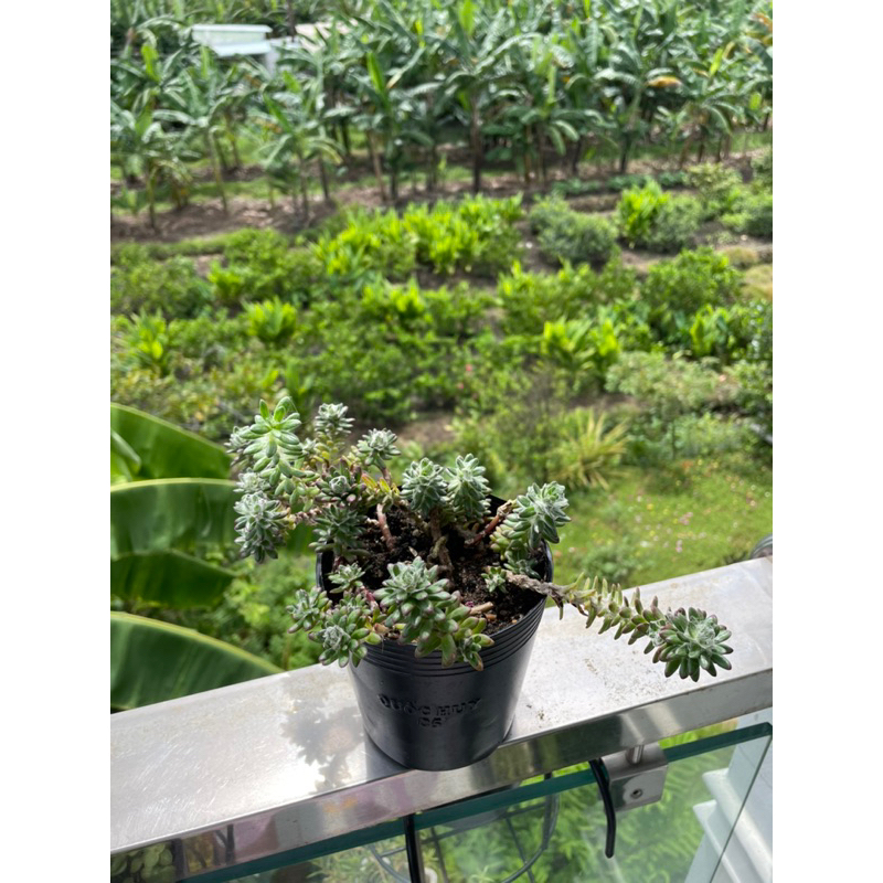 Hoa mười giờ Brazil