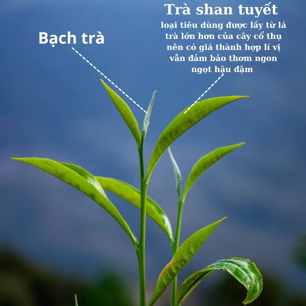 Bạch trà shan tuyết cổ thụ Hà Giang A Tú,búp trà cổ thụ vụ xuân thượng hạng,chè khô biếu tặng người thân