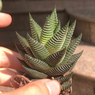Cây móng rồng vân