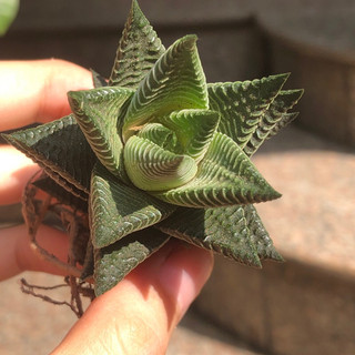 Cây móng rồng vân