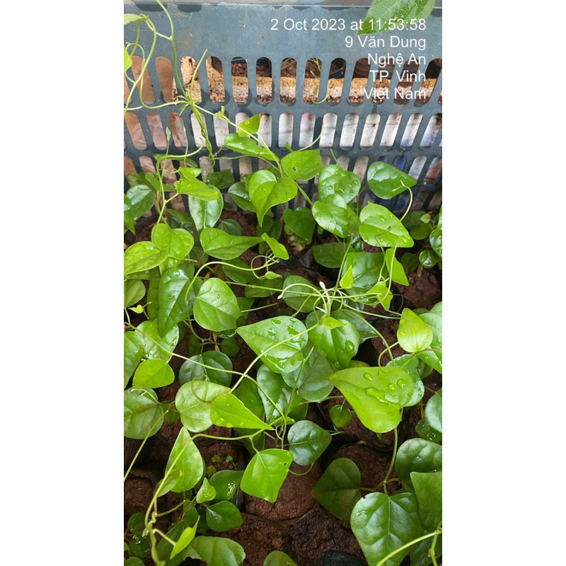 Cây giống sương sâm