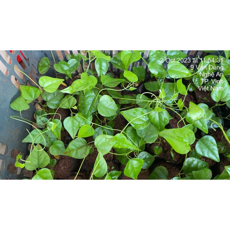 Cây giống sương sâm