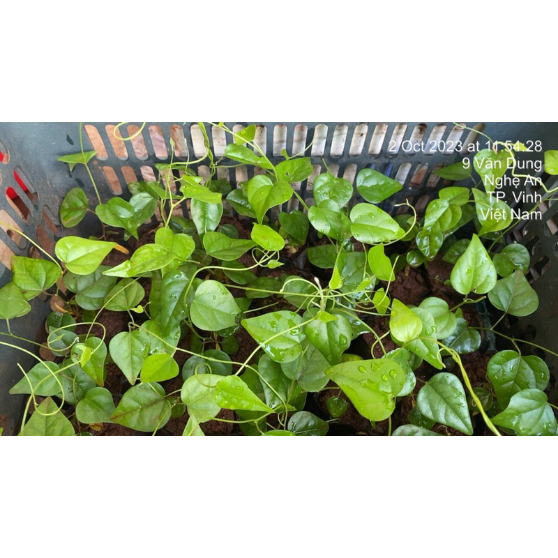 Cây giống sương sâm