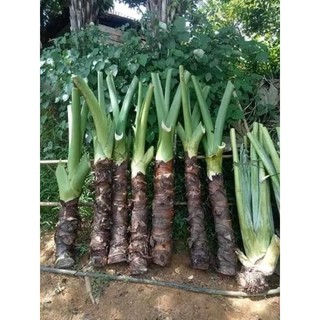 2kgcủ bạc hà núi