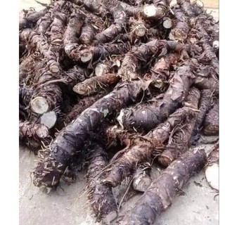 2kgcủ bạc hà núi