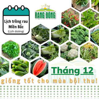  Hạt giống Rau Củ Quả trồng theo mùa ở miền BẮC tháng 12 trồng rau gì để năng suất cao? - Hạt giống Rạng Đông 