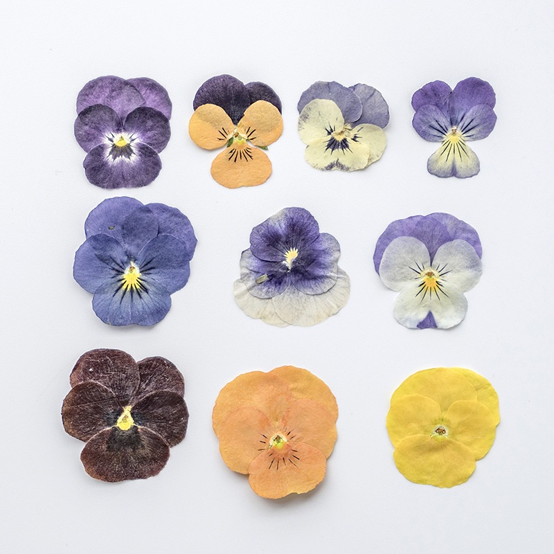 Hoa viola (panse) ép khô dùng trong resin, ép khung ảnh hoa khô handmade