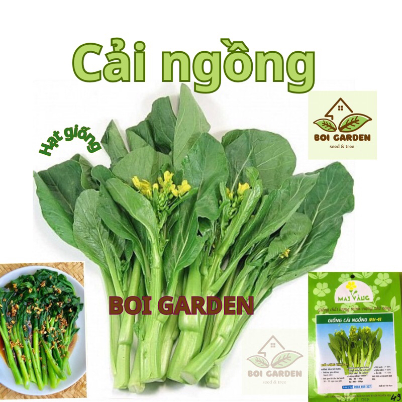 Hạt giống rau CẢI NGỒNG (49)