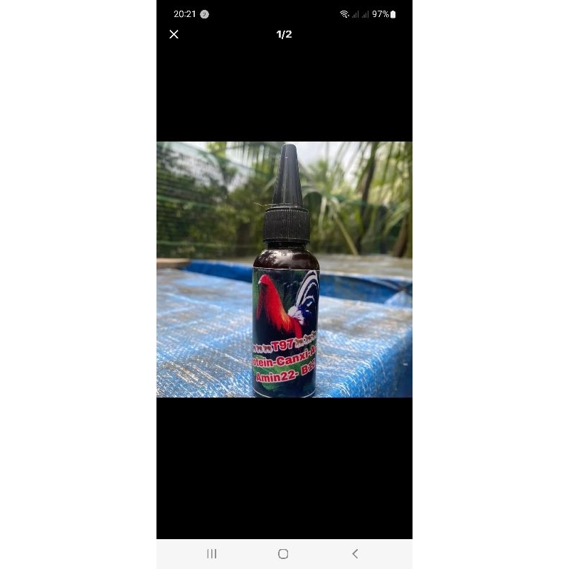 T97 nuôi hừng gà, cự mạnh cho gà