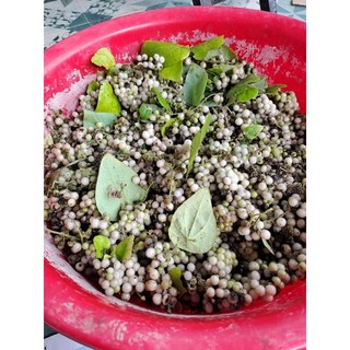 [Mua 2 tặng 1] GÓI 50 HẠT GIỐNG SƯƠNG SÂM LÔNG
