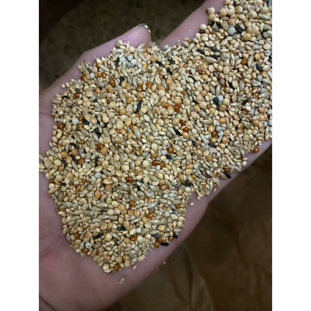 Hạt trộn Manitoba chuyên cho dòng finch như: chim 7 màu, bạc má,manh manh,sắc nhật,vẹt yến phụng gói 500g,1kg