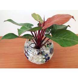 Cây Trầu Bà Đế Vương Thân Đỏ-cây phong thủy