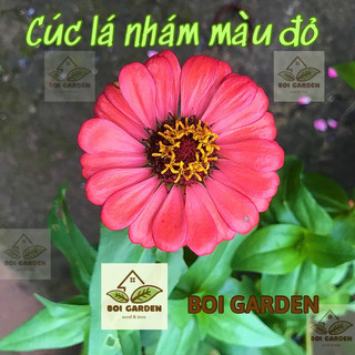 Hạt giống hoa cúc lá nhám màu đỏ