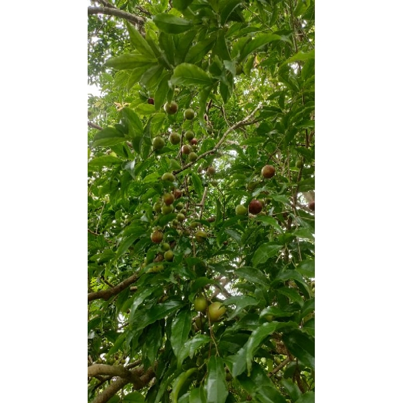 cây hồng quân giống cao từ 35cm giá 30k 1 cây