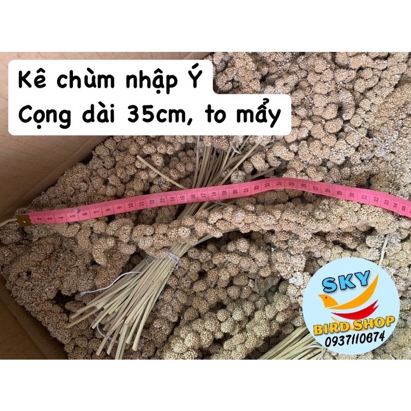 KÊ CHÙM CHO YẾN, VẸT,...500gr nhà trồng/ nhập Ý