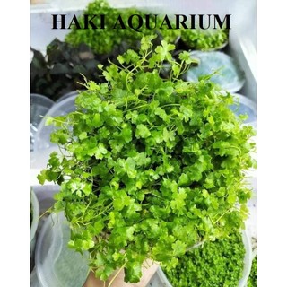Rau má hương: Cây Thủy Sinh