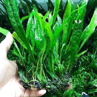 Cây Thủy Sinh: Dương Xỉ Lá Hẹp