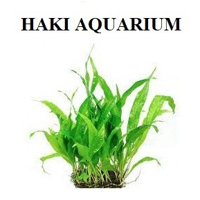 Cây thủy sinh: dương xỉ lá hẹp