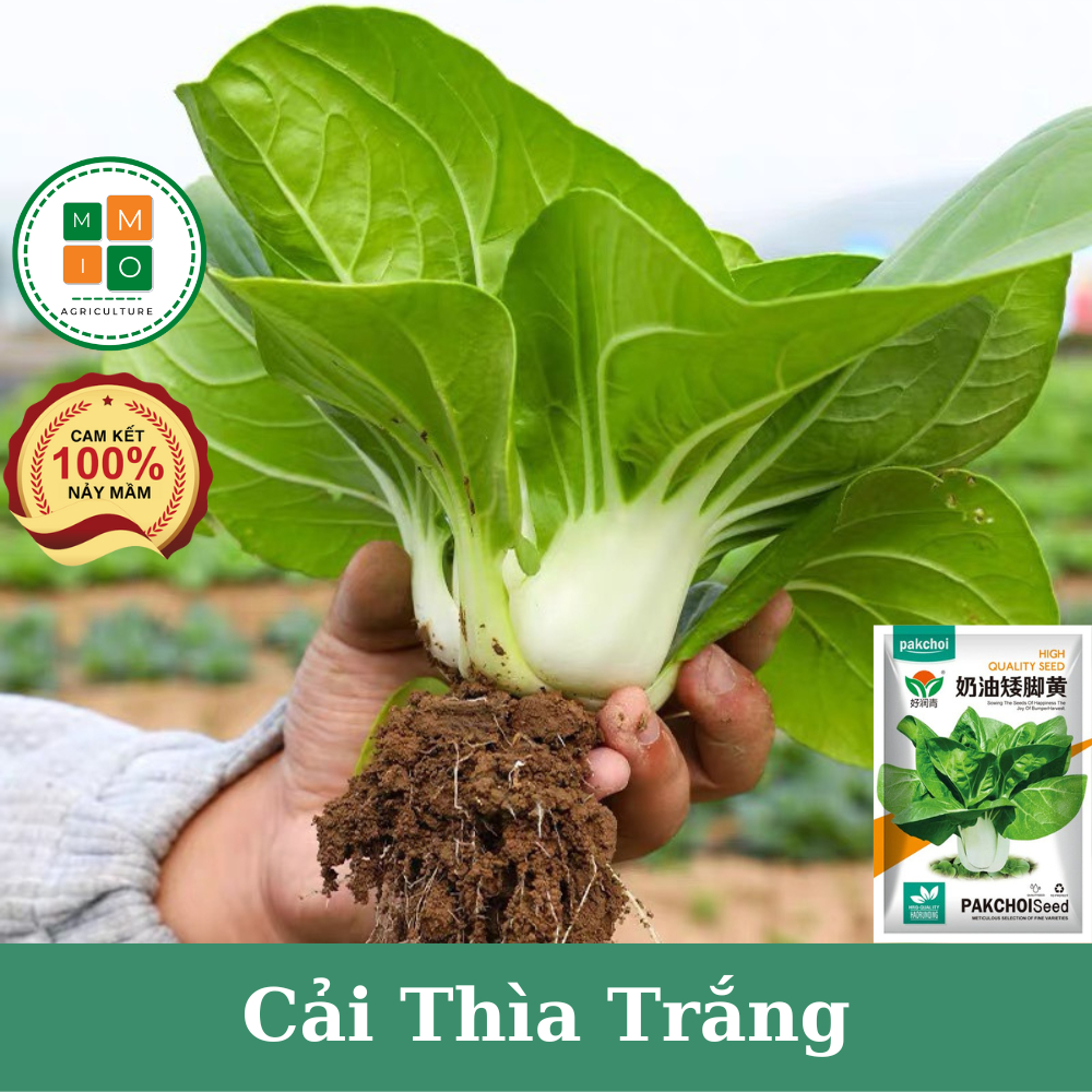 Hạt giống cải thìa trắng (White Pakchoi) chịu nhiệt