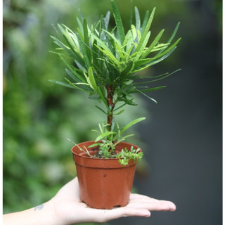 Cây tùng la hán bonsai mini để bàn, tượng trưng cho sự thịnh vượng, phú quý