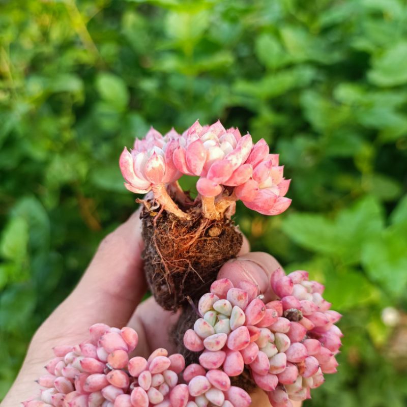 Sale+ Sen Đá Hoa Đào Thụ Mini.
