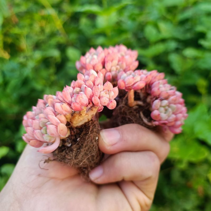 Sale+ Sen Đá Hoa Đào Thụ Mini.