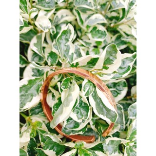 Vòng đồng đỏ size 18cm