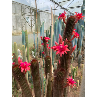 xương rồng trụ gai đỏ size cây ~20cm