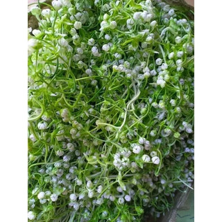 Cỏ bi cỏ điểm trang trí giỏ hoa quả, Cỏ bi trang trí bó hoa