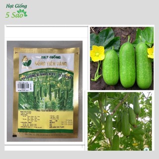 Bí Đao Chanh F1 TLP 5168 -2 gr ( Đồng Tiền Vàng )