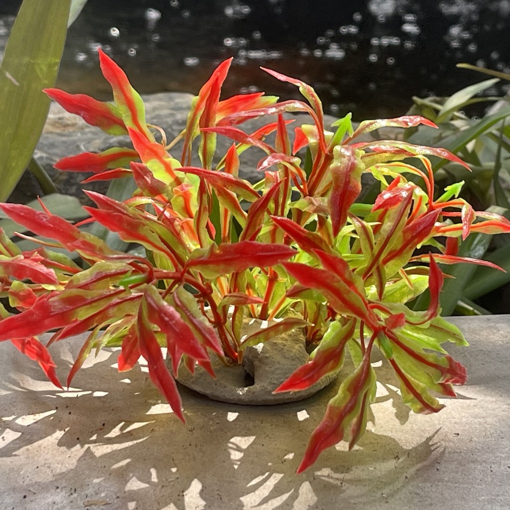 100 mẫu Cây nhựa, cây giả trang trí bể cá, cây giả và cây nhựa kích thước 12x12x10cm trang trí bể cá đẹp