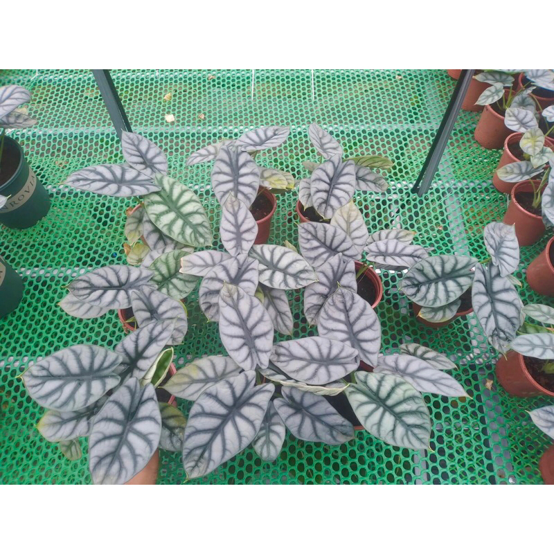 Cây rồng bạc, Silver Dragon, Alocasia, kiểng lá, trang trí bàn làm việc, nhà cửa, sân vườn