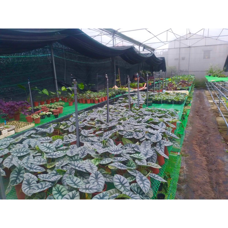 Cây rồng bạc, Silver Dragon, Alocasia, kiểng lá, trang trí bàn làm việc, nhà cửa, sân vườn