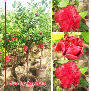 Hạt giống hoa dâm bụt thái đỏ thoát thân cây cao từ 1.2 đến 1.5m thoát thân như hình