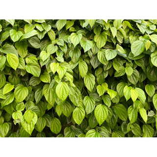 NƯỚC CHƯNG CẤT TRẦU KHÔNG ĐẬM ĐẶC