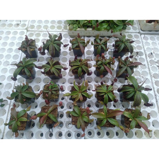 Nắp ấm gieo hạt, x