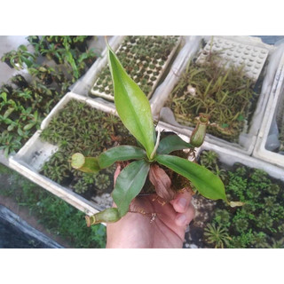 Nắp ấm gieo hạt, (Amp x Viking) x (Amp x Viking), Trang trí vườn.