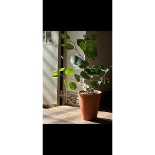 Cây khuynh diệp dola lá táo cây rễ khỏe nhiều nhánh, cây cao hơn 40- 50cm, thuần khí hậu sài gòn, ảnh thật