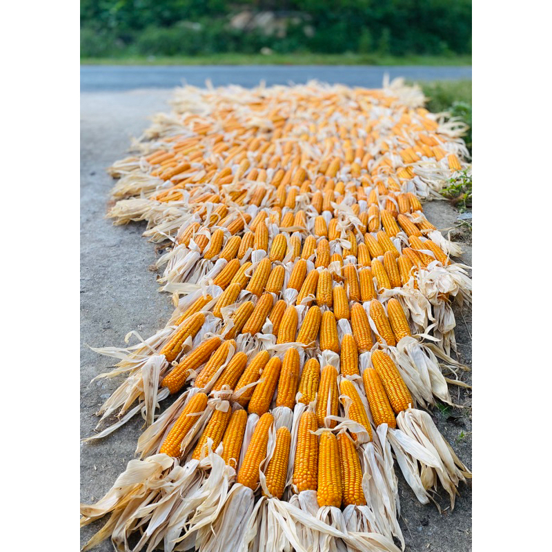 Trái bắp ngô khô decor ⚡ HÀNG LOẠI 1 ⚡ Trái bắp khô decor hàng thật - đồ decor trang trí nhà cửa độc lạ